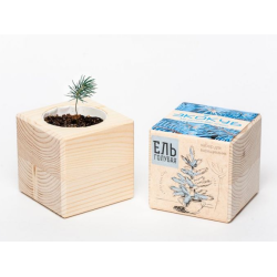 Экокуб "Ель" (сувенирный семенной материал) 