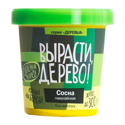 Сосна гималайская  (сувенирный семенной материал) 