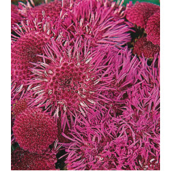 Семена Агератум F1 Рэд Си срезочный