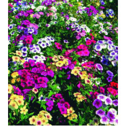 Семена Флокс Гобелен