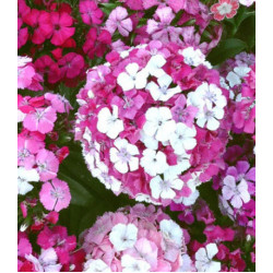 Семена Гвоздика F1 Новерна Клоун смесь