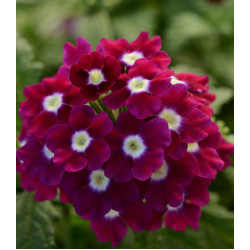 Семена Вербена F1 Кварц Бургунди с глазком