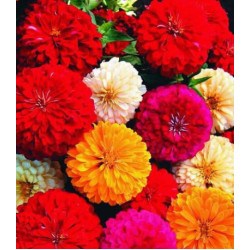 Семена Цинния F1 Компакт