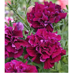 Семена Петуния F1 Дабл каскад бургунди