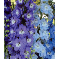 Семена Дельфиниум F1 Утренняя Звезда смесь
