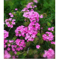 Семена Вербена Русский Размер