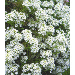 Семена Алиссум Биг Джем Уайт Бриллиант