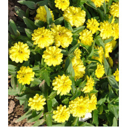 Семена Цинния F1 Свет в ночи