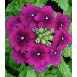 Семена Вербена F1 Кварц Пурпл