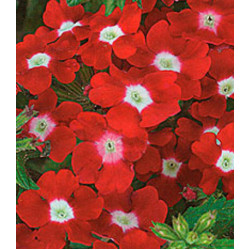 Семена Вербена F1 Кварц Красная с глазком