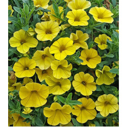 Семена Калибрахоа F1 Золотая