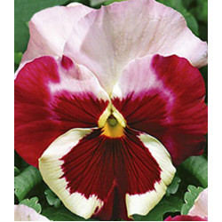 Семена Виола F1 Зимняя вишня