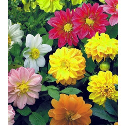 Семена Георгина гибридная махровая Амадеус