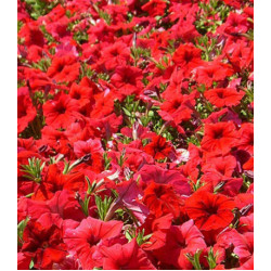Семена Петуния F1 Мечта скарлетт (селекция НК)