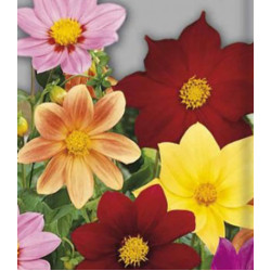 Семена Георгина Радуга