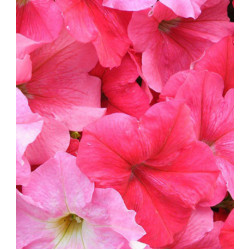 Семена Петуния F1 Мечта смесь (селекция НК)