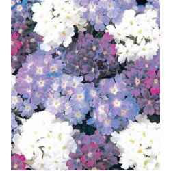 Семена Вербена F1 Кварц Вотерфолз смесь