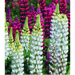 Семена Люпин Белый рыцарь