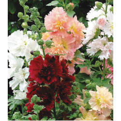 Семена Мальва F1 Спринг Селебрити