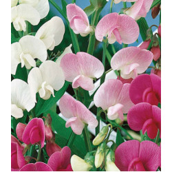 Семена Горошек душистый Жемчужная россыпь