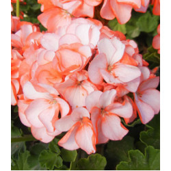 Семена Герань F1 Оранж Айс