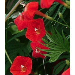 Семена Ипомея Квамоклит