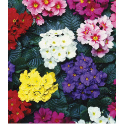 Семена Примула F1 Флавер Фрост