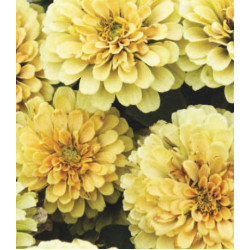 Семена Цинния F1 Розетта Лемон