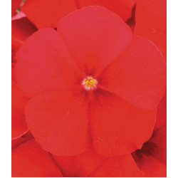 Семена Флокс Примавера Ред F1