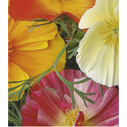 Семена Эшшольция Сверкающий ковер