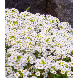 Семена Алиссум Снежный ковер