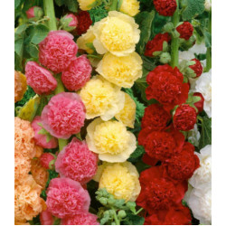 Семена Шток-роза Карнавал