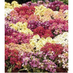 Семена Алиссум снежная королева смесь