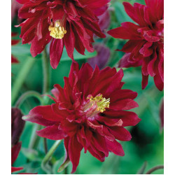 Семена Аквилегия Нора Барлоу бордо