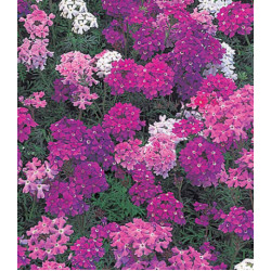 Семена Вербена Снежная Королева смесь