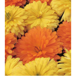 Семена Календула Новый стиль