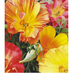 Семена Эшшольция Шифон