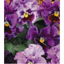 Семена Виола F1 Мулен Руж