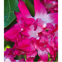 Семена Ипомея Санрайз Серенада