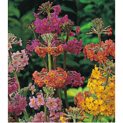 Семена Примула Канделябра