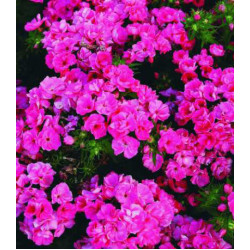 Семена Флокс Шанель