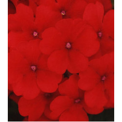 Семена Вербена F1 Кварц Скарлет