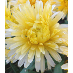 Семена Календула Танжеринг Лимон