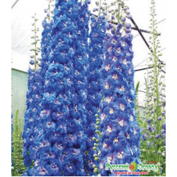 Семена Дельфиниум F1 Санни скай