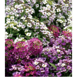 Семена Алиссум Мэджик циклес микс