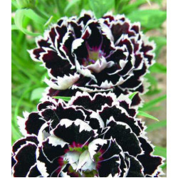 Семена Гвоздика Черное и белое