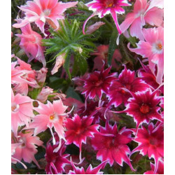 Семена Флокс Петтикоат смесь F1