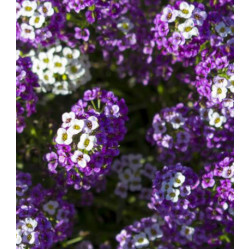 Семена Алиссум Ночка морской