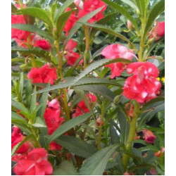 Семена Бальзамин Том Самб двуцветный