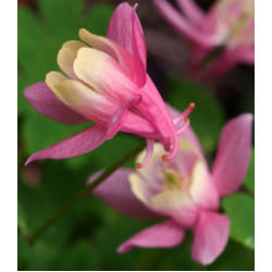 Семена Аквилегия Камео розовая с белым